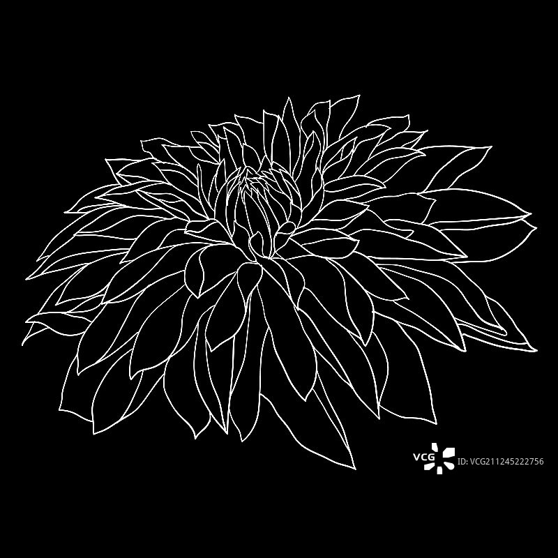 美丽的单色黑白素描图片素材