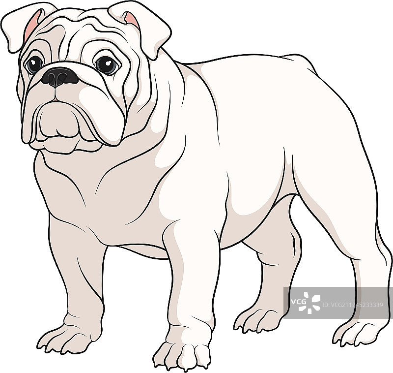 白色的英国斗牛犬图片素材