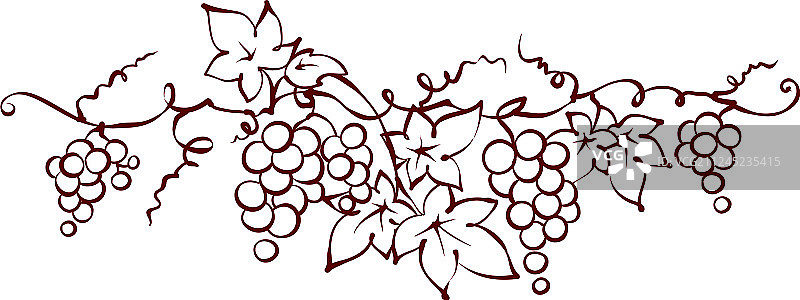 藤蔓设计元素图片素材