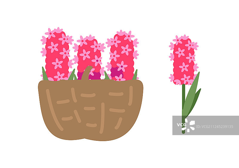 篮子里的粉色风信子图片素材