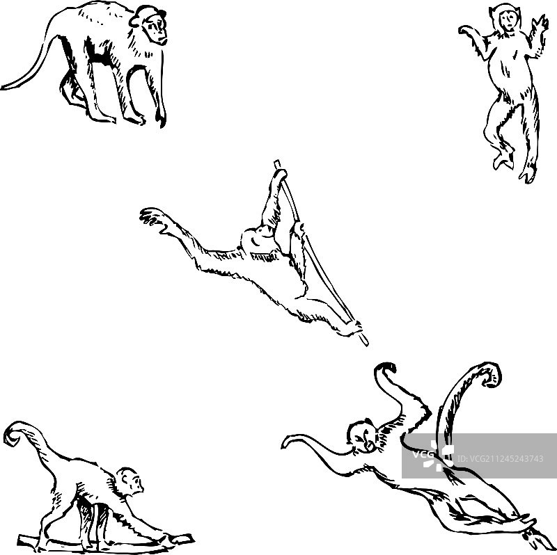 手绘铅笔猴子素描图片素材