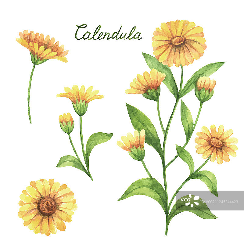 手绘水彩植物素材图片素材