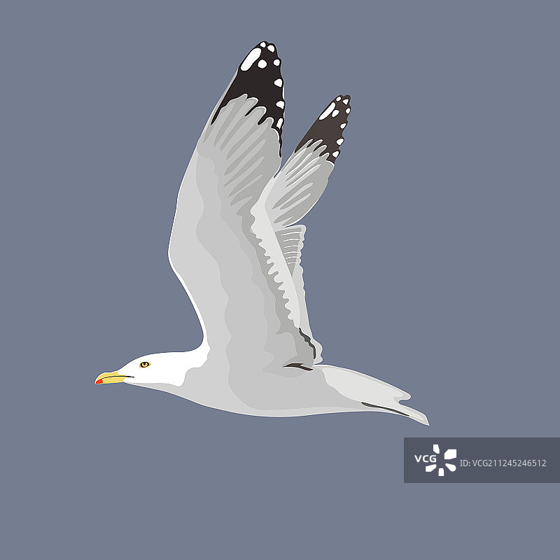 常见的海鸥图片素材