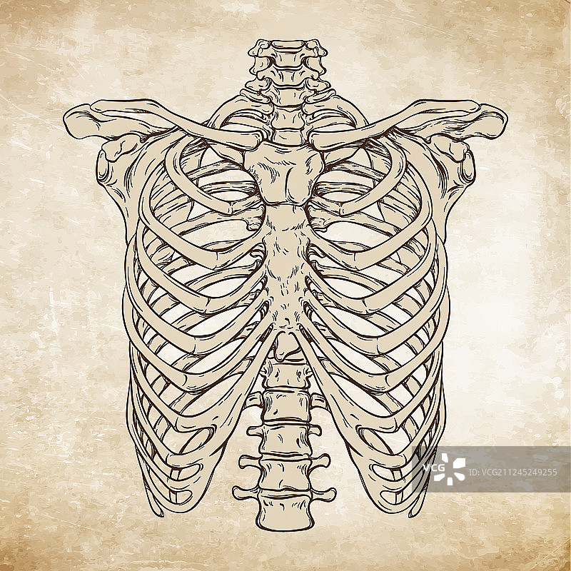 手绘线条艺术人体肋骨图片素材