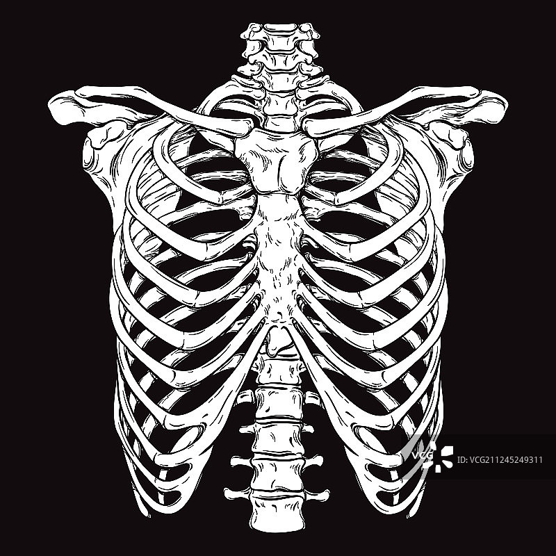 手绘线条艺术人体肋骨图片素材