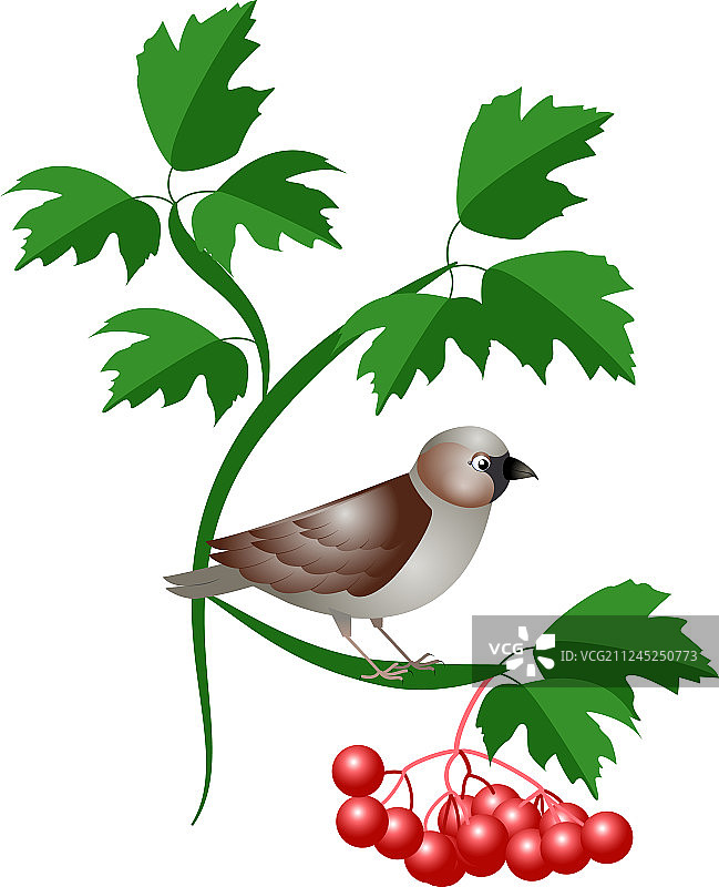 世界麻雀日图片素材