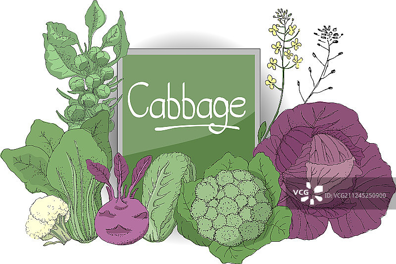 新鲜卷心菜合集图片素材