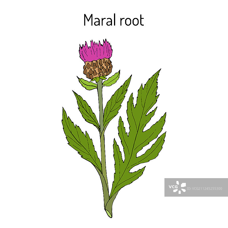 红花鹿根药材图片素材