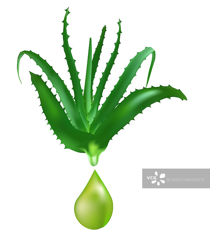 芦荟药用植物叶片扦插图片素材