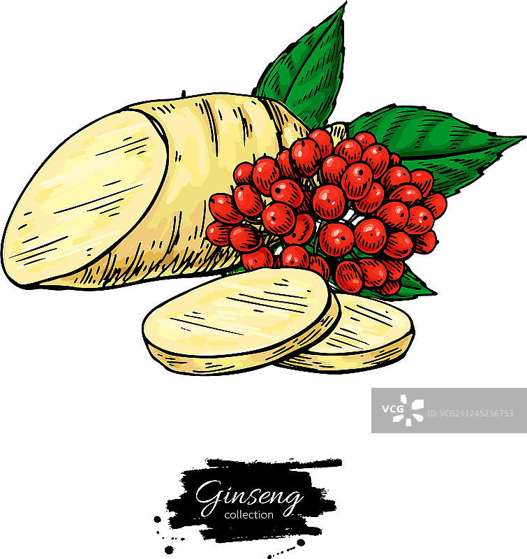 人参根切片和浆果绘画图片素材