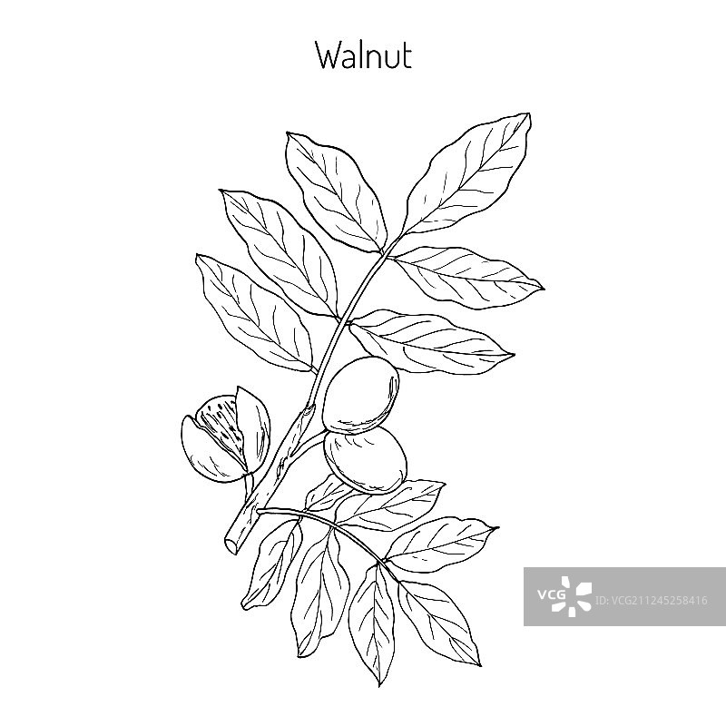 胡桃楸树枝图片素材