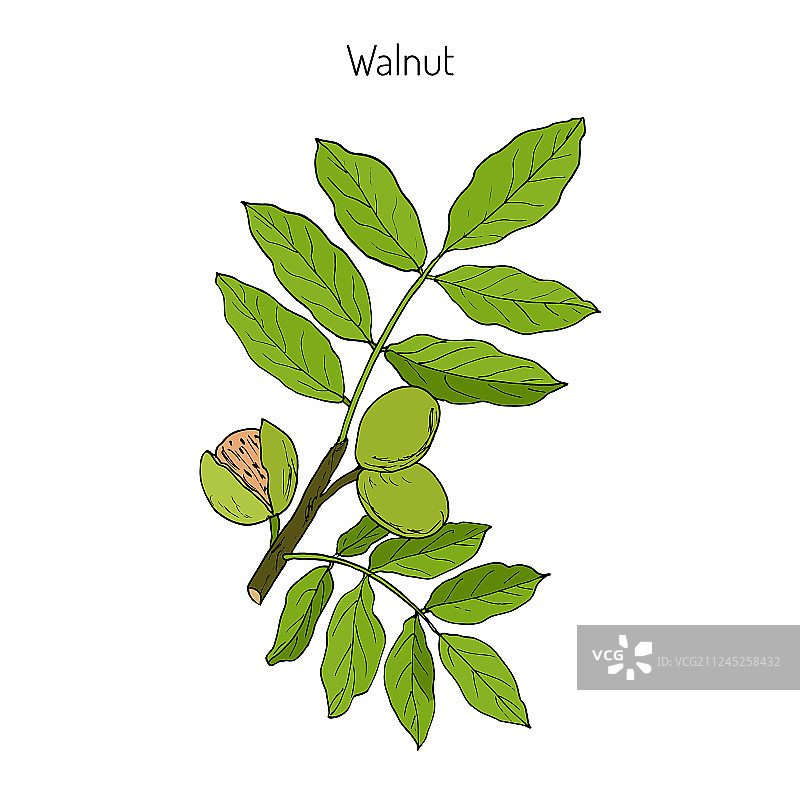 胡桃楸树枝图片素材