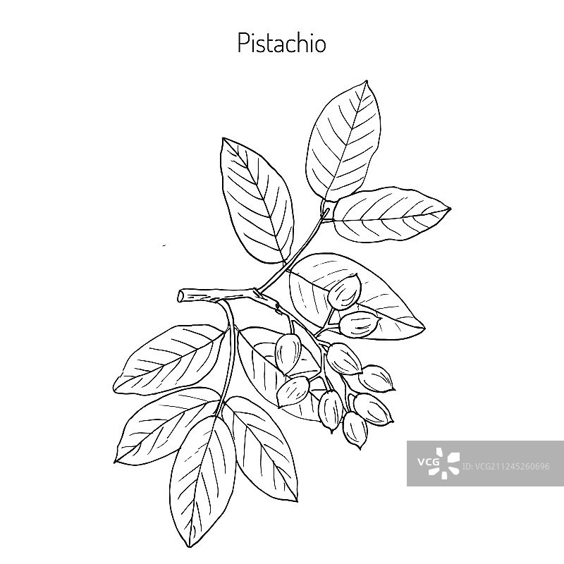 开心果图片素材