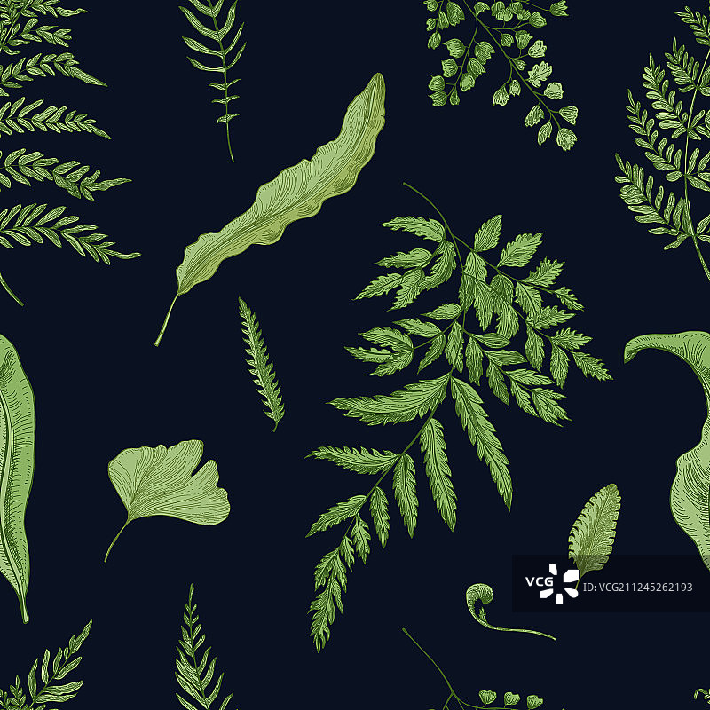 手绘黑色背景上的绿色蕨类叶子图片素材