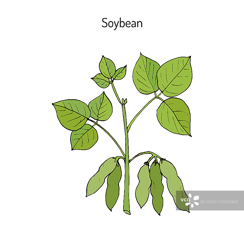 手绘大豆图片素材
