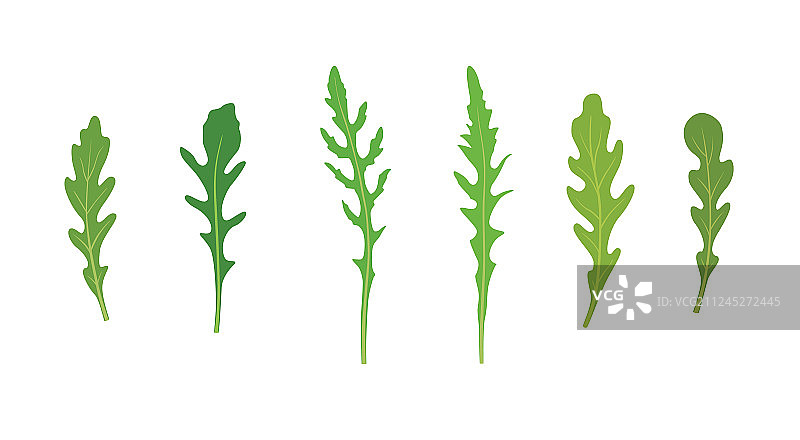 新鲜绿色芝麻菜沙拉合集图片素材