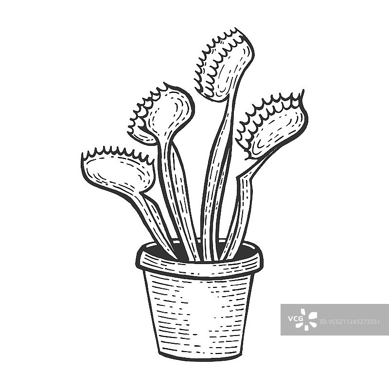 捕蝇草植物素描雕刻图片素材