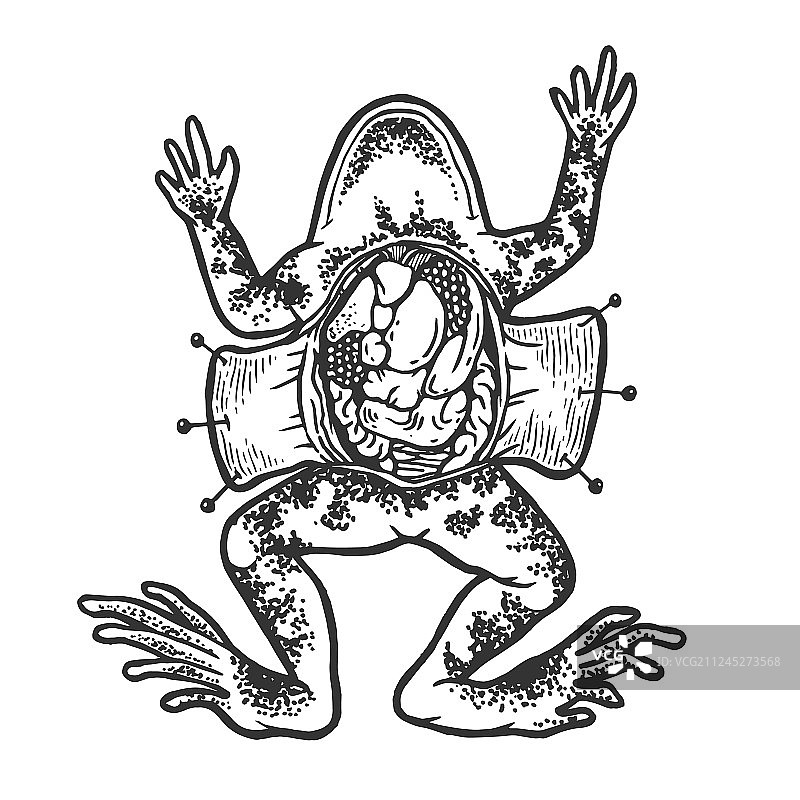 解剖青蛙素描雕刻图片素材