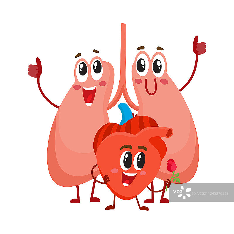 趣味微笑的人类肺和心脏卡通形象图片素材