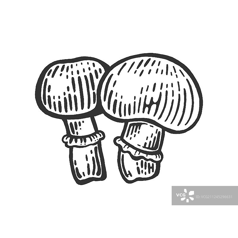 牛肝菌素描雕刻图片素材