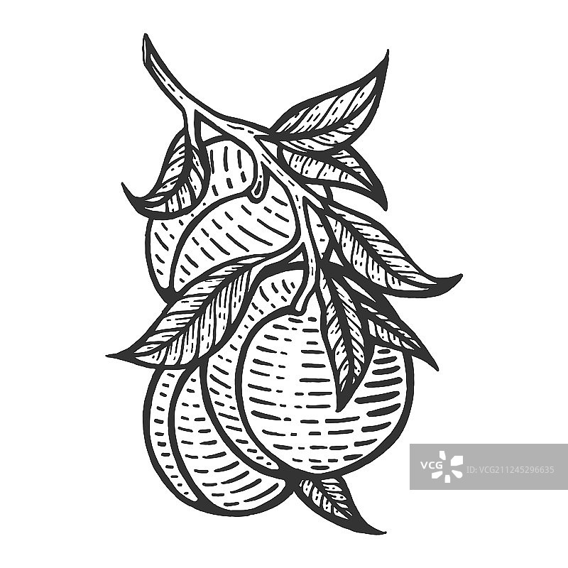 桃子素描雕刻图片素材