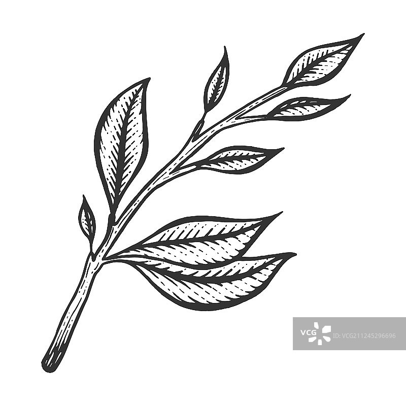 茶树枝素描图片素材