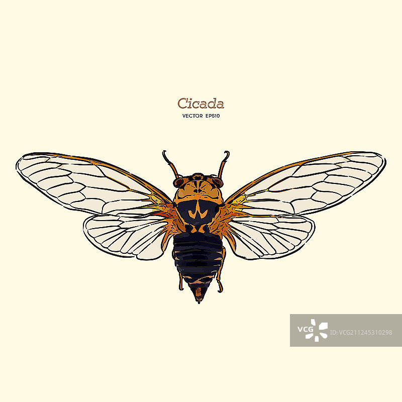 手绘蝉速写图片素材