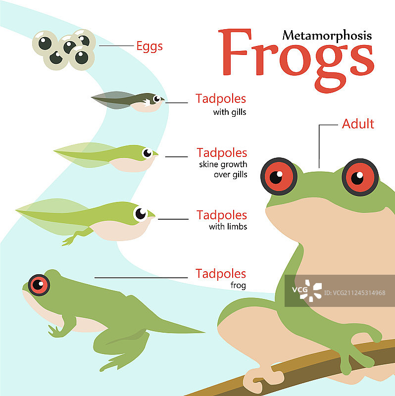 青蛙的变态生命周期图片素材