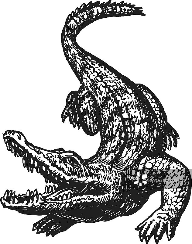 手绘张嘴愤怒鳄鱼草图图片素材