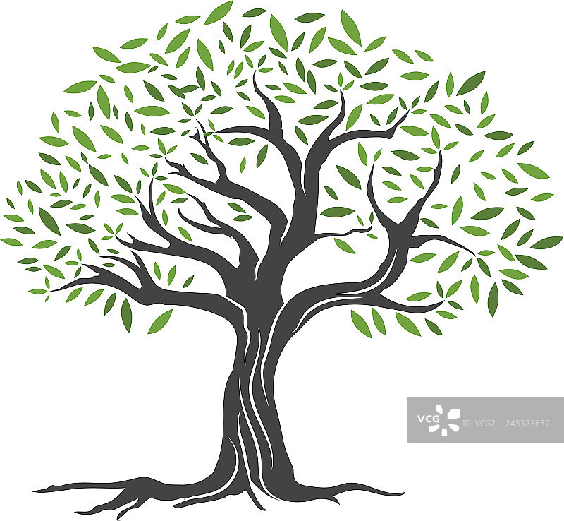 橄榄树图片素材