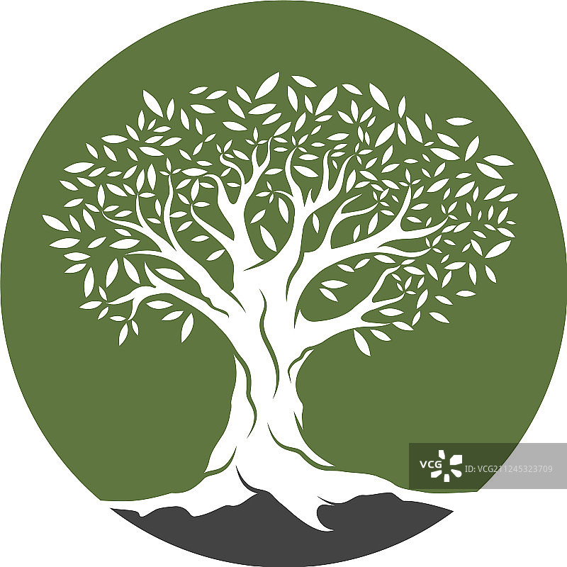 橄榄树图片素材