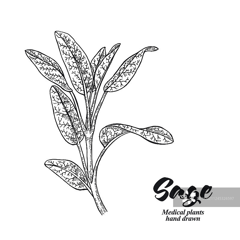 鼠尾草植物也被称为花园鼠尾草图片素材