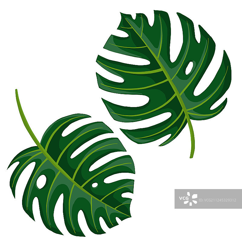 热带树叶绘画图片素材