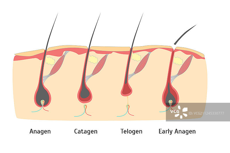 人头毛发生长周期剖面图图片素材