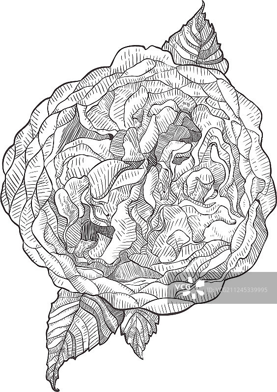 白色背景下的奥斯汀粉红玫瑰图片素材
