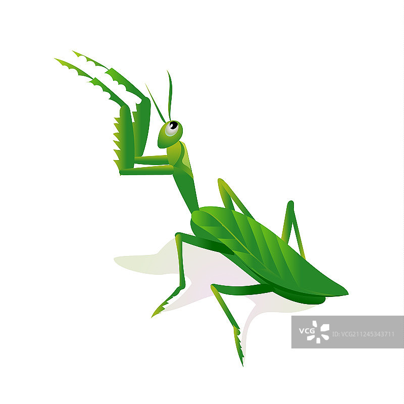 攻击姿势的螳螂图片素材