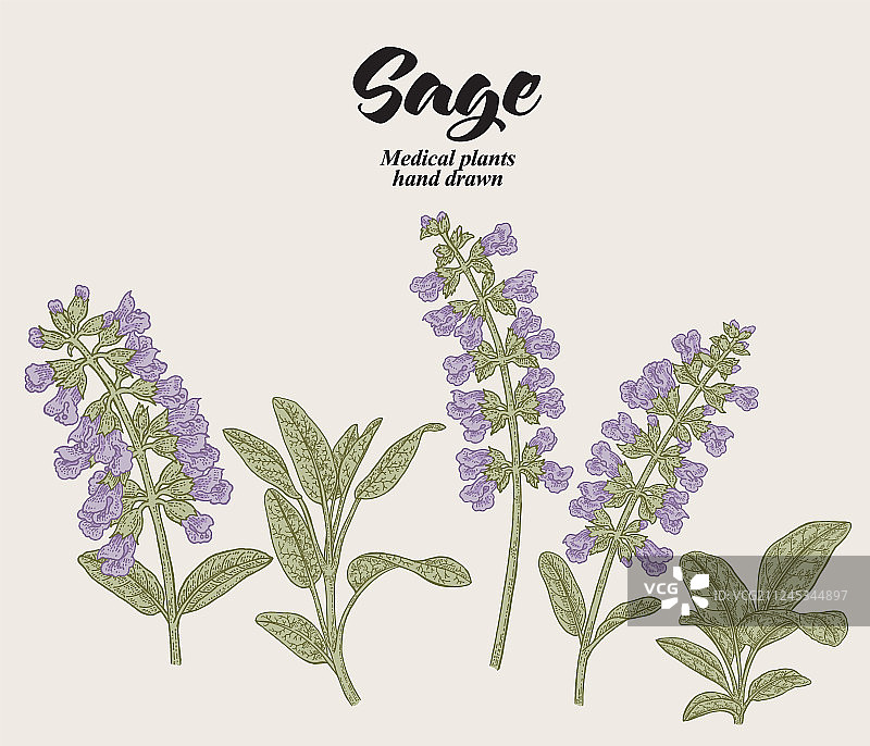 手绘鼠尾草花叶图片素材