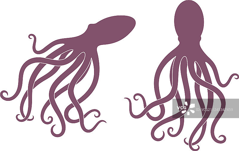 章鱼图片素材