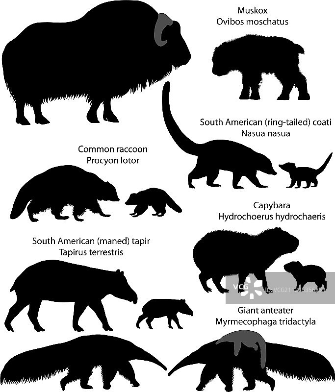 美洲动物与幼崽的轮廓剪影图片素材
