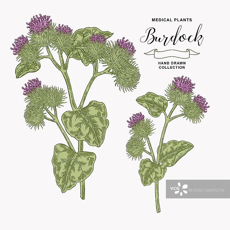 手绘药用牛蒡植物图片素材