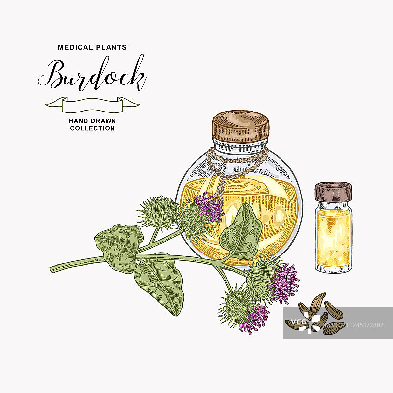 手绘牛蒡植物和花朵图片素材