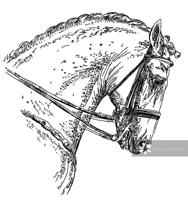 手绘安达卢西亚马图片素材