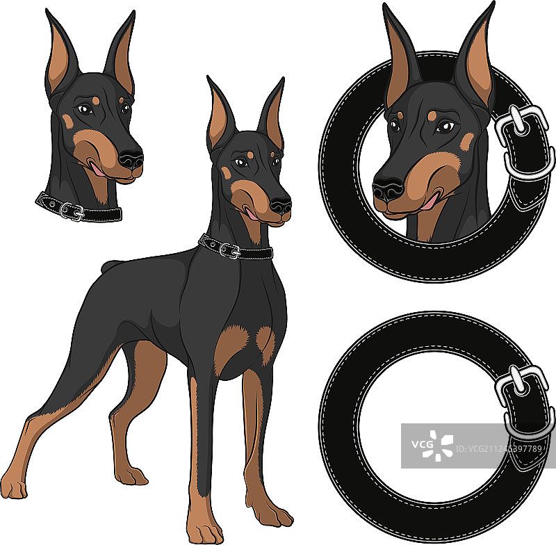 佩戴项圈的杜宾犬图片素材