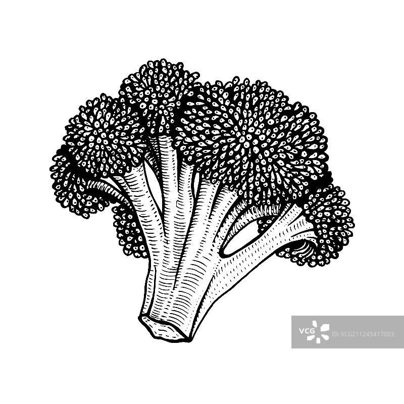 手绘花椰菜图片素材