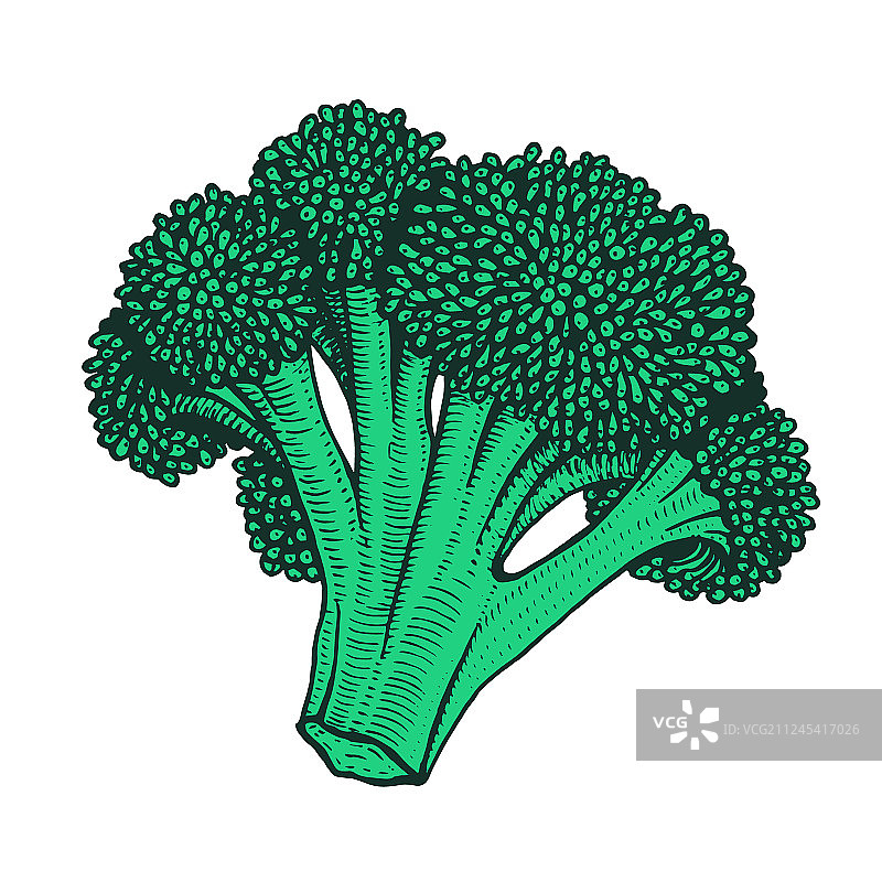 手绘花椰菜图片素材