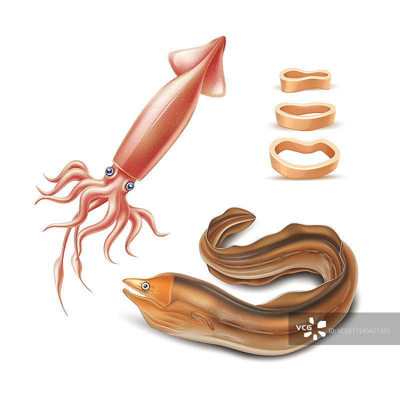 逼真海洋动物鱿鱼3D模型图片素材