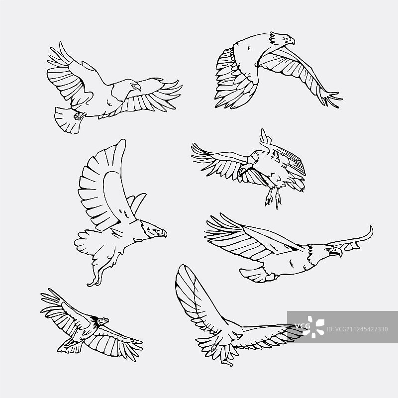 手绘铅笔猛禽图图片素材