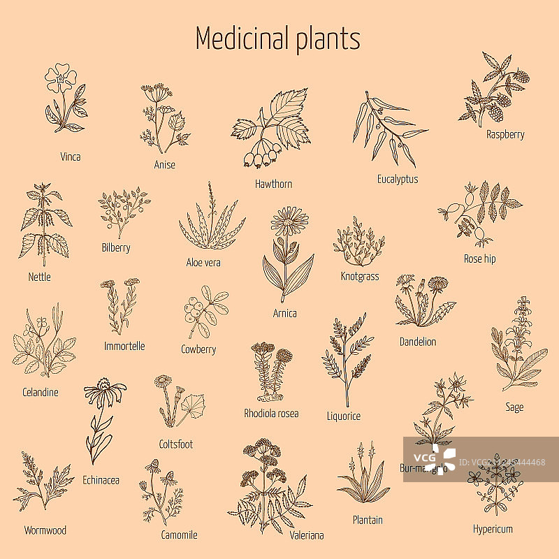 手绘草药植物图片素材