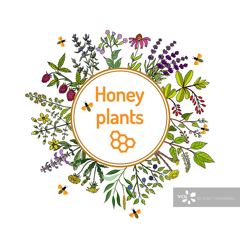 蜜蜂的蜜源图片素材