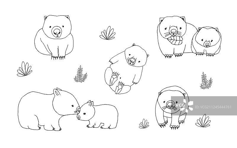 一组不同姿势的可爱年轻袋熊图片素材